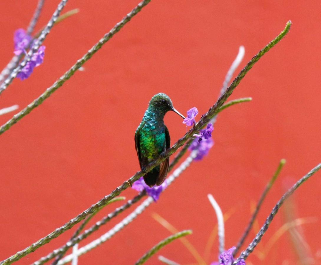 Ecolodge Bahia Del Penon Guatapé エクステリア 写真