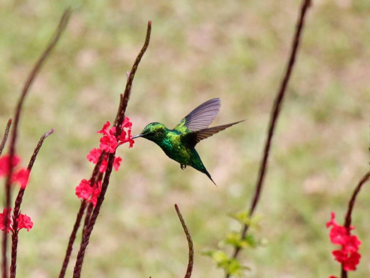 Ecolodge Bahia Del Penon Guatapé エクステリア 写真